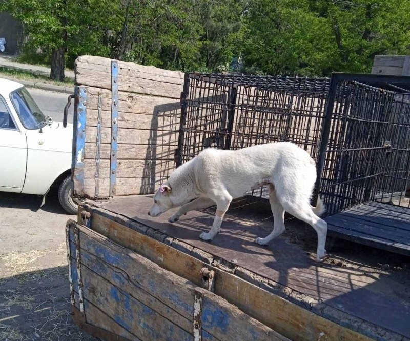 Регулировка численности бездомных животных в Аккермане: сегодня на улицы города выпустили очередную партию простерилизованных собак