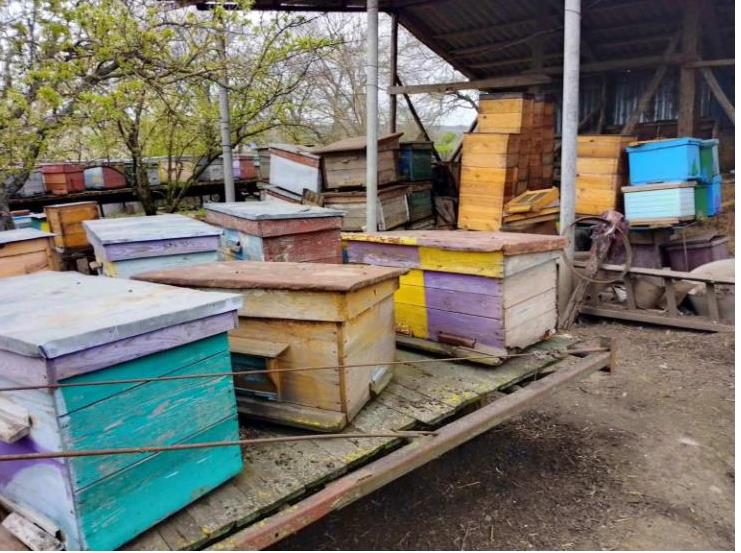 Отравились пестицидами: в Одесской области зафиксирован массовый мор пчел