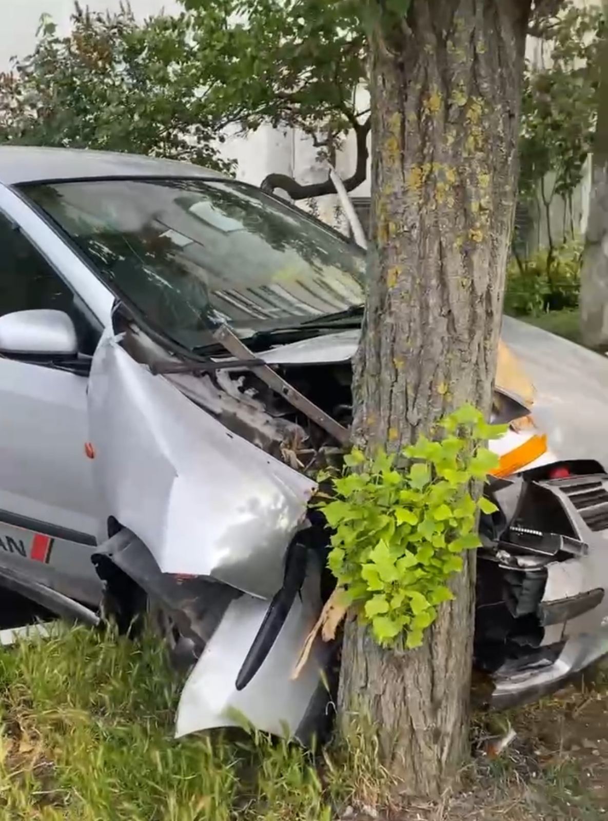 На шляху стало дерево: в Аккермані водійка авто не впоралась з кермуванням