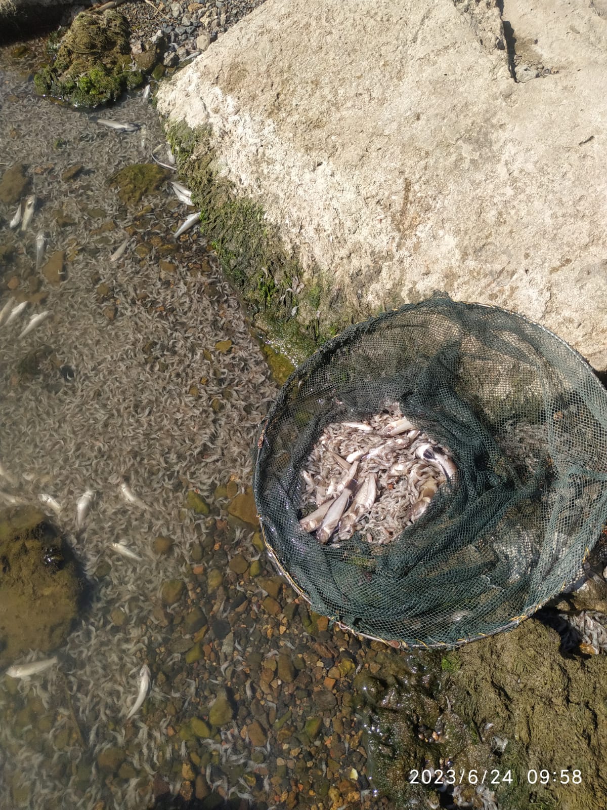 Шкода екології Одещини набуває все більших масштабів: зафіксовано загибель креветки та бичків
