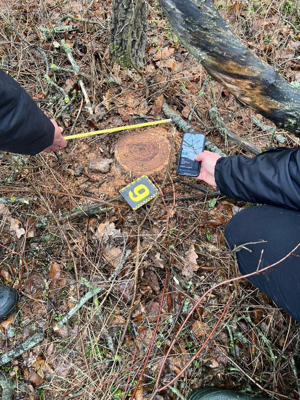 «Чорному» лісорубу загрожує покарання від штрафу до позбавлення волі: на лаву підсудних відправили жителя Білгород-Дністровщини