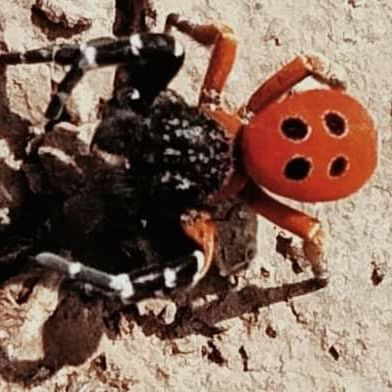Не смертелен, но опасен: в НПП «Тузловские лиманы» зафиксировали появление редкого вида паука