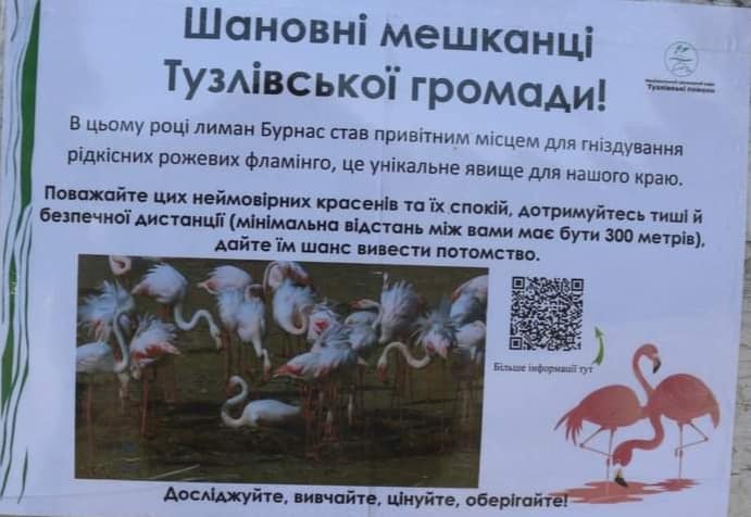 Розовые фламинго, поселившиеся на озере Бурнас, под угрозой – причина