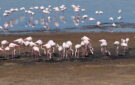 Розовые фламинго, поселившиеся на озере Бурнас, под угрозой – причина