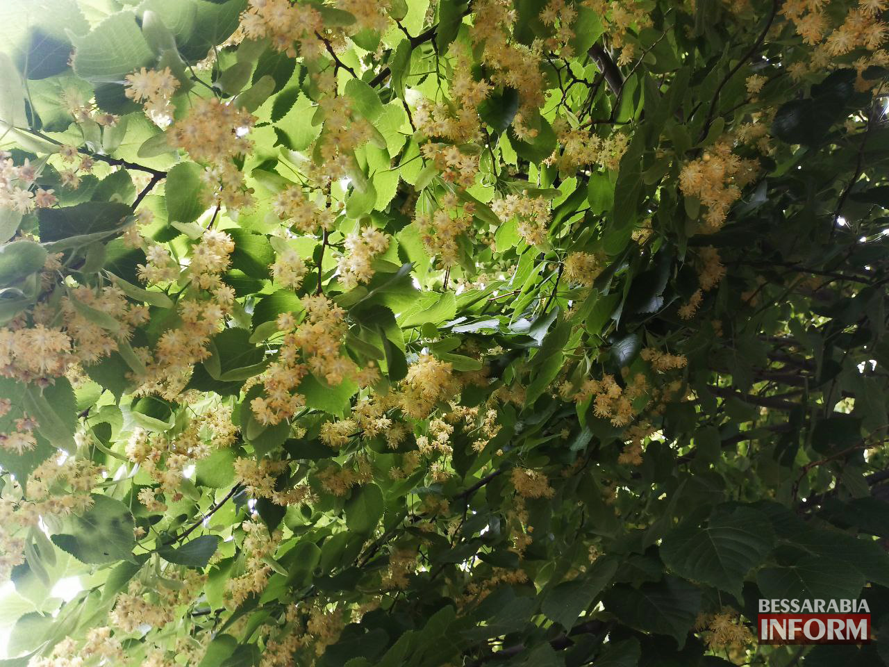В Ізмаїлі пишним цвітом квітнуть липи (фотофакт)