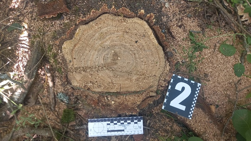 Рецидив: у Тузлівській громаді досвідчений "чорний лісоруб" знищив ще 14 дубів