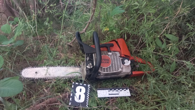 Рецидив: в Тузловской общине опытный "черный лесоруб" уничтожил еще 14 дубов