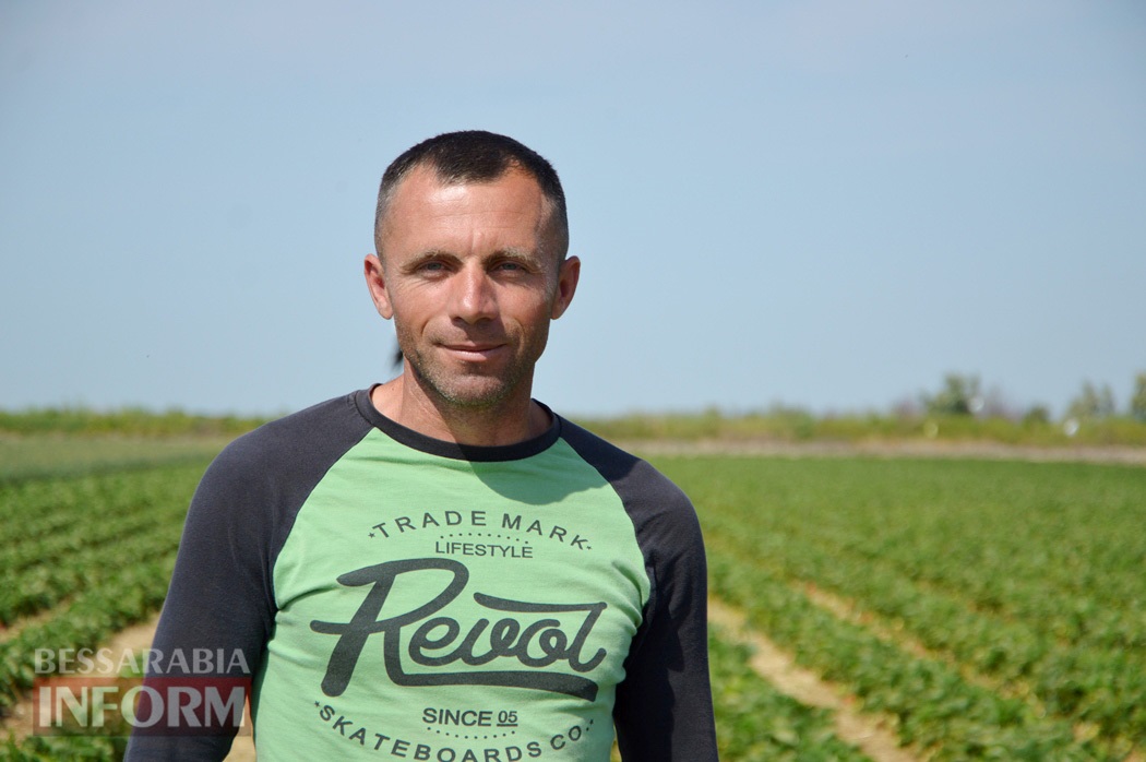 Село, которое кормит почти всю страну: спецфоторепортаж "Бессарабия INFORM" из Клубничной столицы Украины
