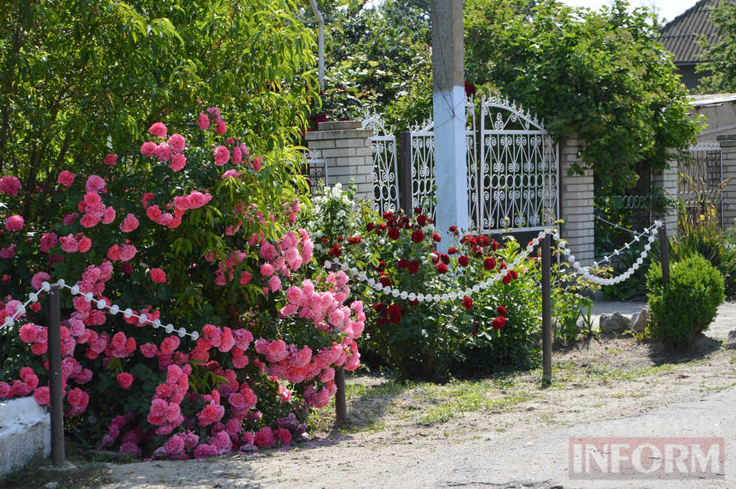 Рис, квіти, лелеки та вражаюча історія - чим ще прославляє Бессарабію "полунична столиця України"