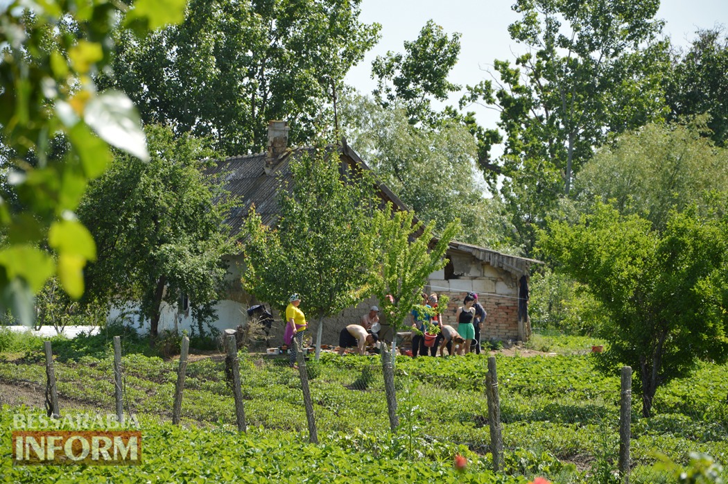 Село, яке годує майже всю країну: спецфоторепортаж "Бессарабії INFORM" з Полуничної столиці України