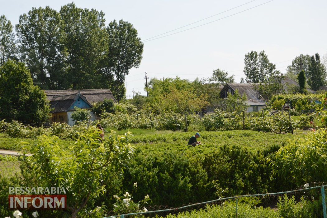 Село, которое кормит почти всю страну: спецфоторепортаж "Бессарабия INFORM" из Клубничной столицы Украины