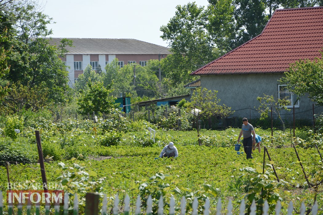 Село, яке годує майже всю країну: спецфоторепортаж "Бессарабії INFORM" з Полуничної столиці України