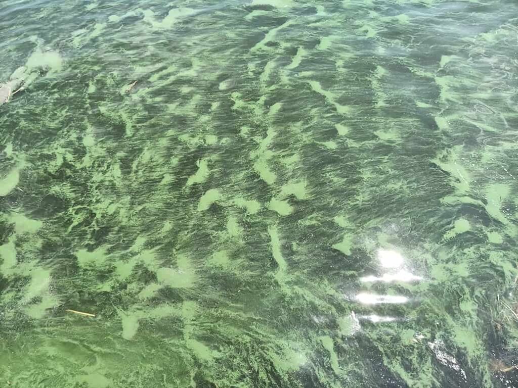 Чому вода у Чорному морі змінила колір, і на що чекати далі - відповідь екологів