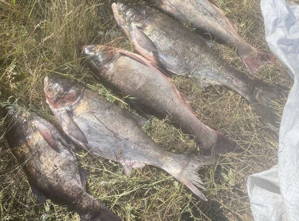 На Одещині лише за червень рибалками-браконьєрами було завдано збитків понад 500 тисяч гривень