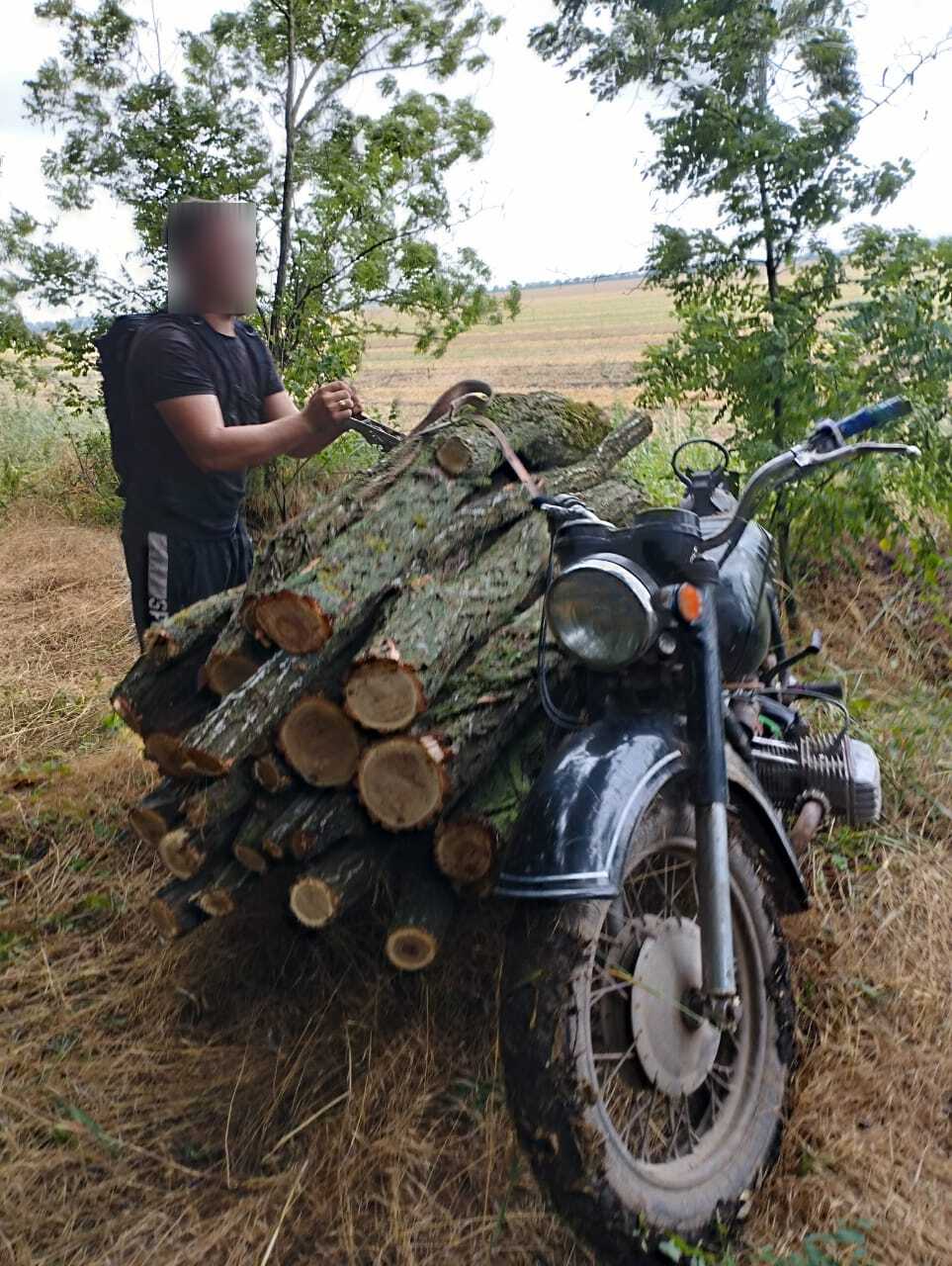 Чергового «чорного» лісоруба виявили в Білгород-Дністровському районі: за завдану шкоду природі він сплатить понад 11 тисяч гривень
