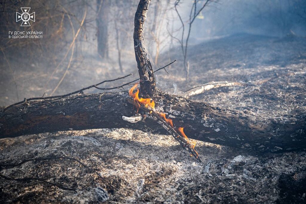 На Одещині сталася масштабна пожежа: полум'я охопило майже 8 гектарів