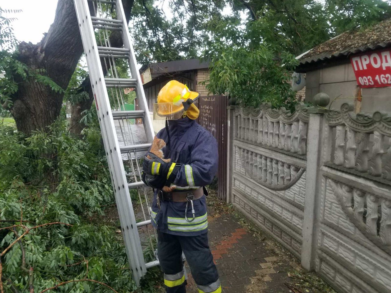 В Рені рятувальники прийшли на допомогу маленькому кошеняті