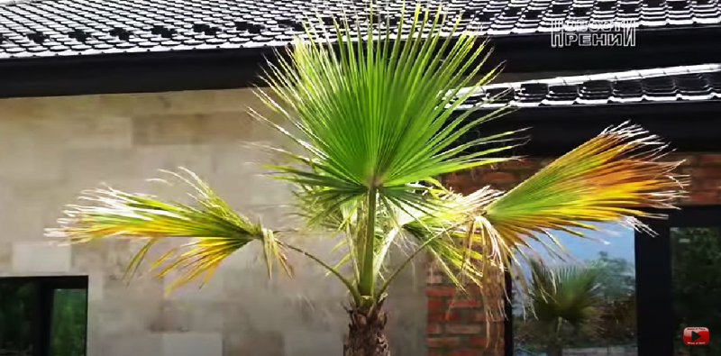 Тропіки в Бессарабії: у селі Ренійської громади висадили пальми