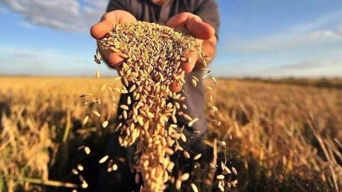 Несмотря на войну, Украина продолжает процесс экспорта зерна.