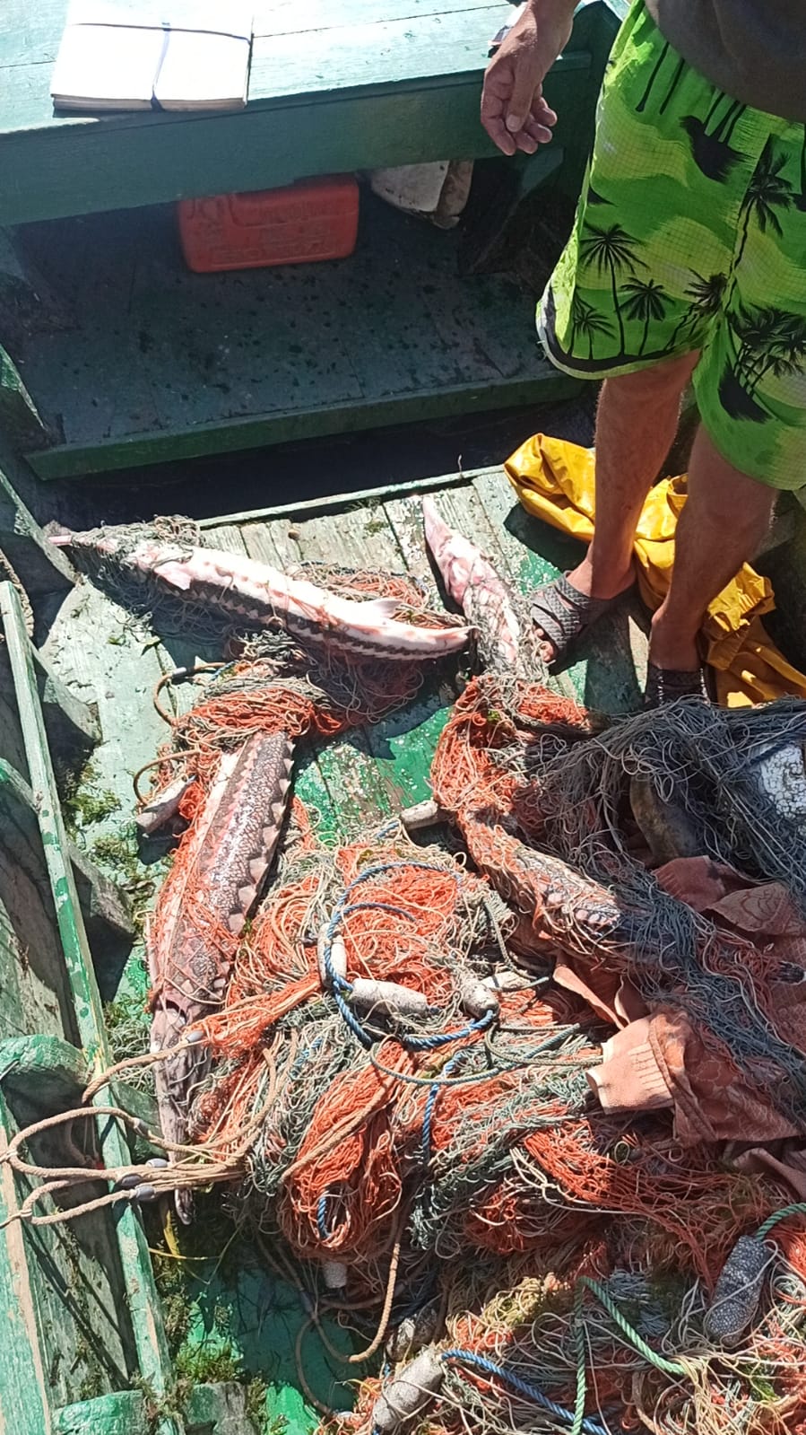 На Дунае браконьеры наловили краснокнижной рыбы: предотвратить ее уничтожение успели измаильские пограничники