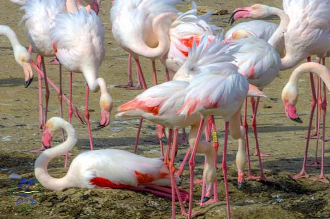 В Тузловских лиманах розовые фламинго впервые дали потомство.