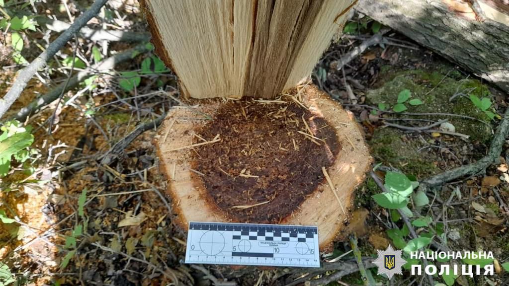 Мешканець Арциза, який незаконно нарубав дерев на 56 тисяч гривень, може загриміти до в'язниці на три роки