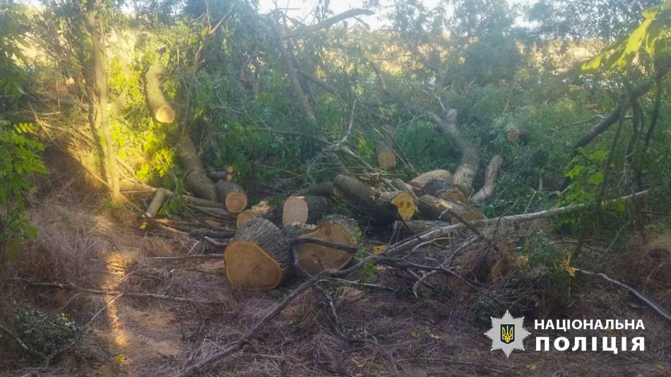 Спилили понад 30 дерев, бо готувалися до зими: троє жителів Тарутинської ОТГ відповідатимуть за свої незаконні дії