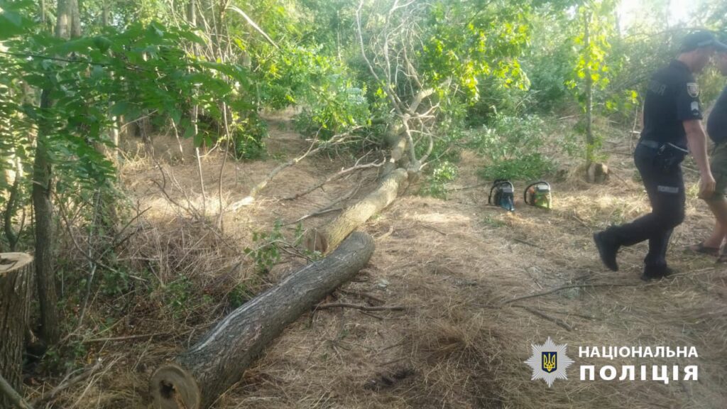 Спилили понад 30 дерев, бо готувалися до зими: троє жителів Тарутинської ОТГ відповідатимуть за свої незаконні дії