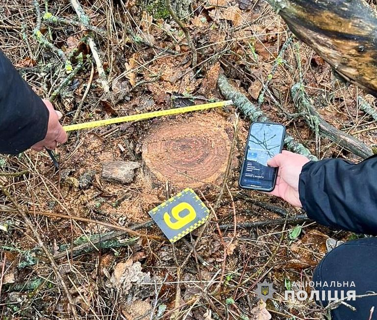 За незаконну порубку лісу на території «Тузлівських лиманів» житель Білгород-Дністровського району отримав покарання