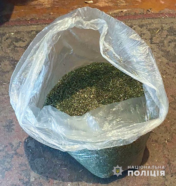 "Мичурину" из Березовского района за любовь к выращиванию конопли грозит тюрьма