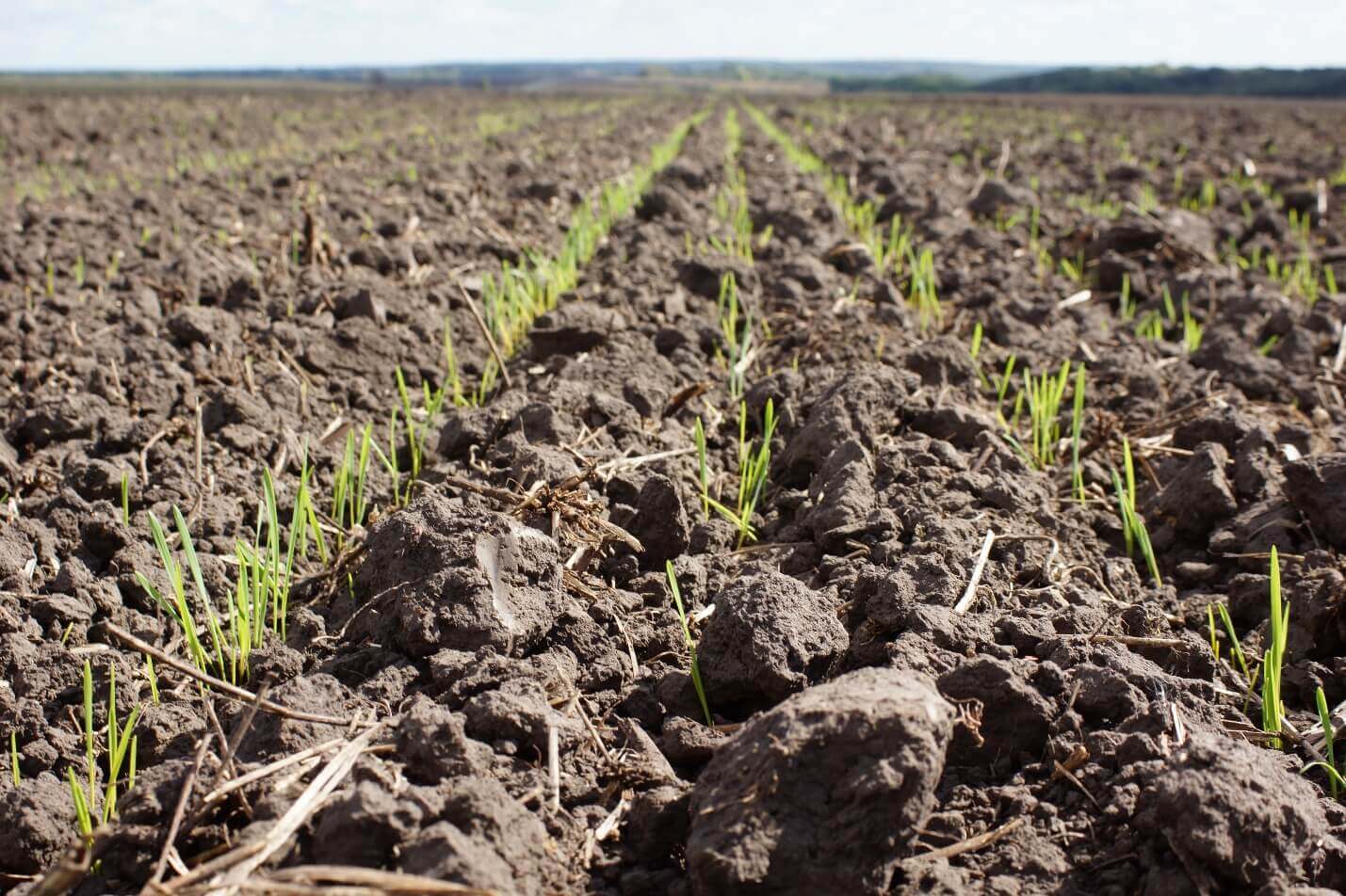 Одеська область є лідером в країні з посіву озимих: засіяно більше 250 тисяч гектарів