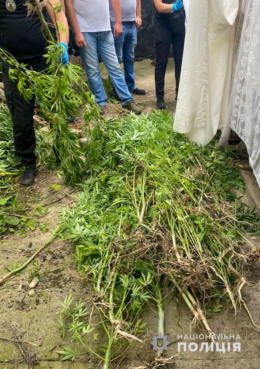 "Мичурину" из Березовского района за любовь к выращиванию конопли грозит тюрьма