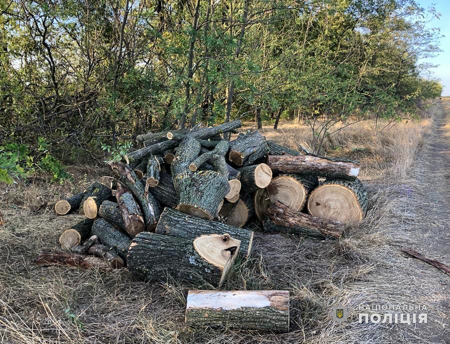 В Болградском районе полицейские "на горячем" задержали лесорубов и обнаружили их базу