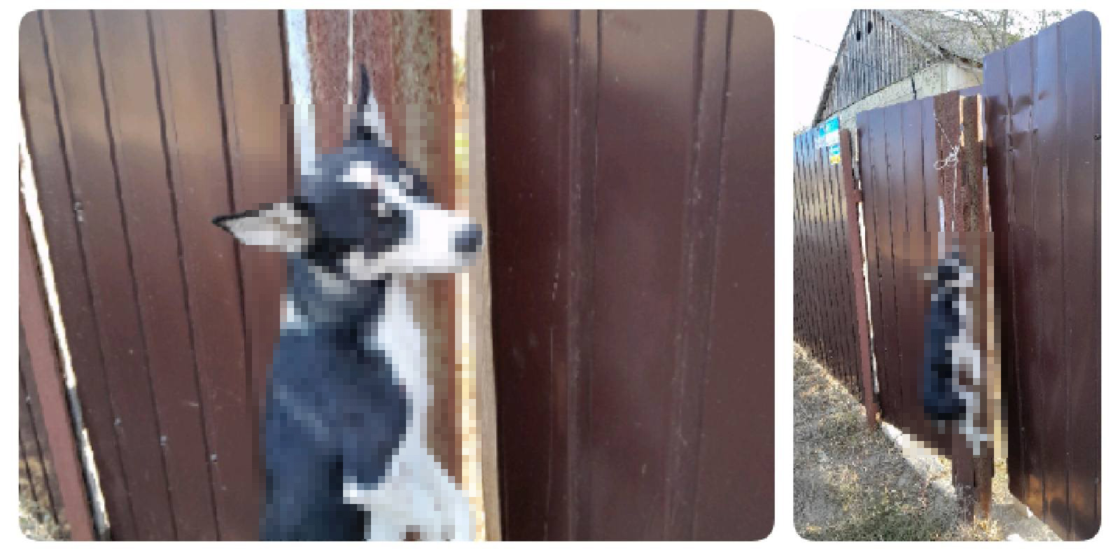 В селі Ізмаїльського району повісили собаку: власник підозрює сусіда
