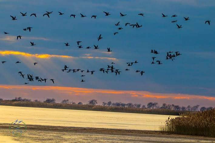Над Бессарабией большими стаями дневно и нощно пролетают дикие гуси: о чем свидетельствует массовая миграция птиц
