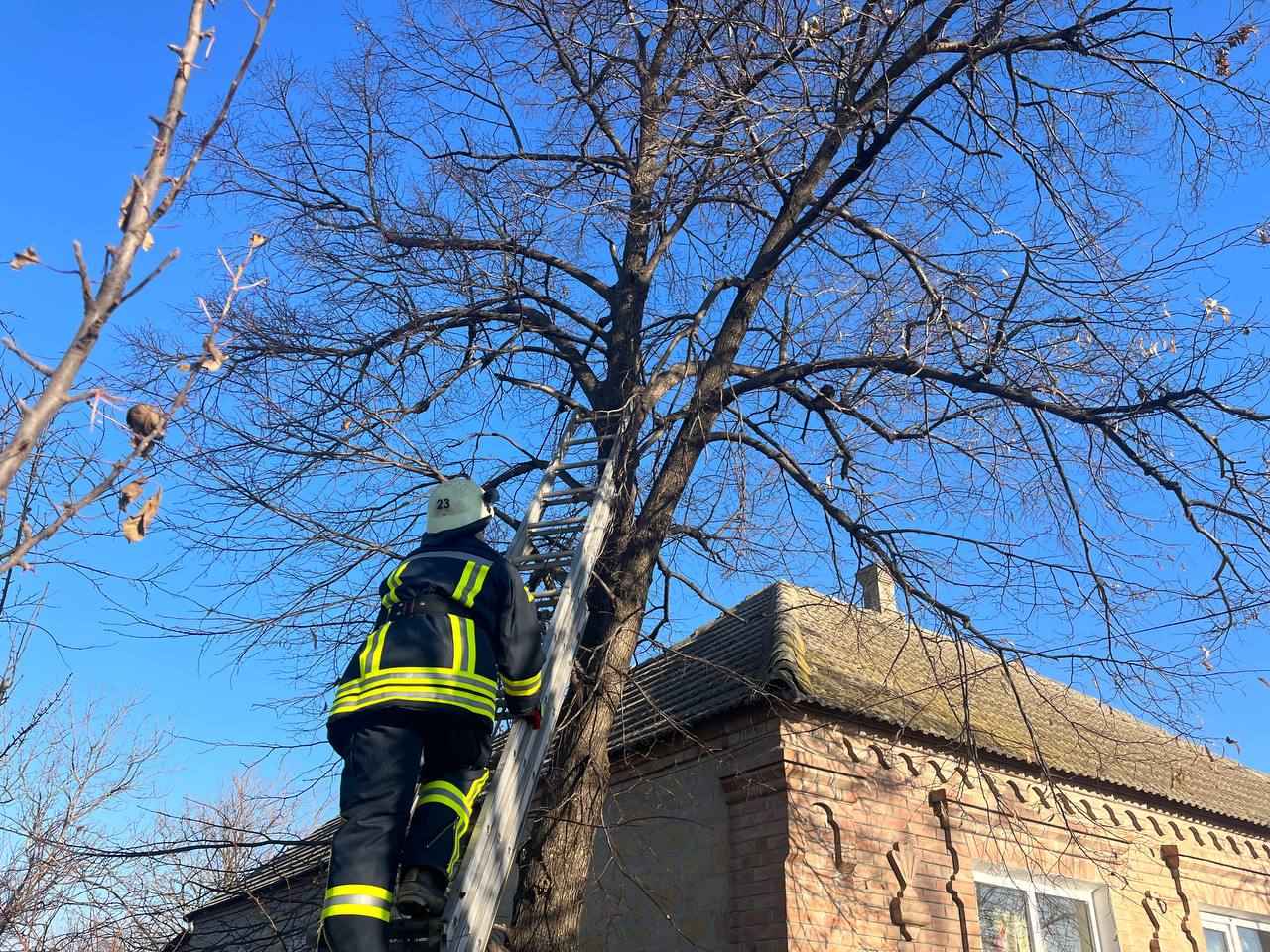 Подарували кошеняті друге життя: в Кілійській громаді рятувальники допомогли маленькій тваринці