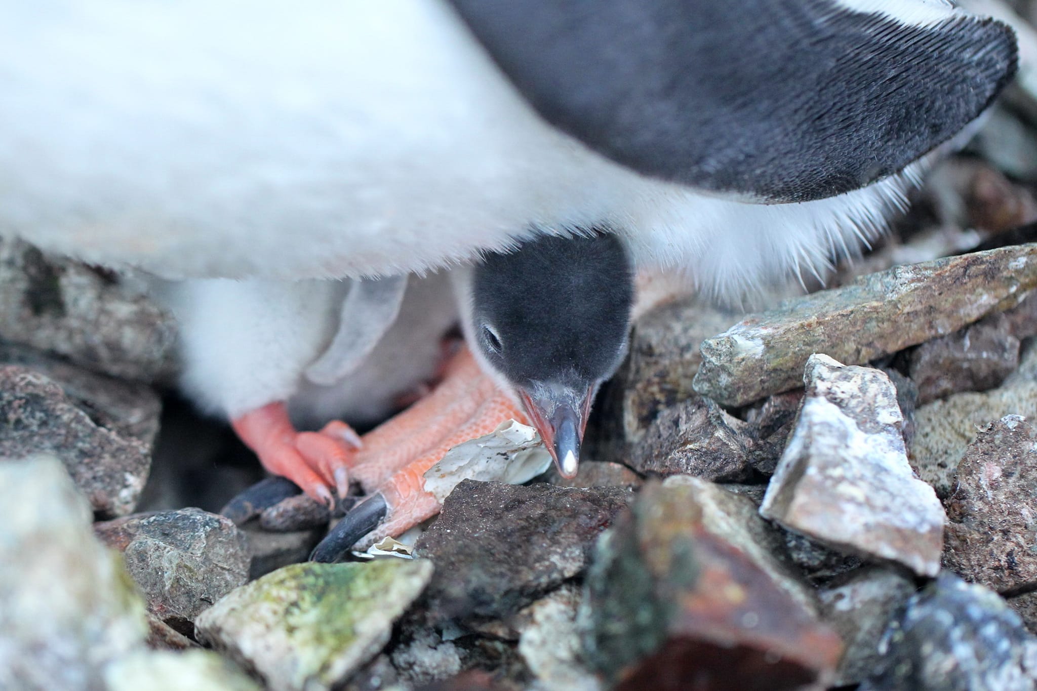 Біля станції "Академік Вернадський" з'явилися перші в цьому році пташенята субантарктичних пінгвінів