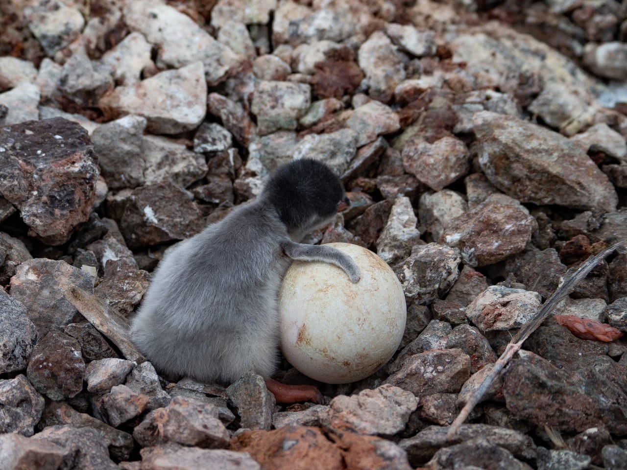 Біля станції "Академік Вернадський" з'явилися перші в цьому році пташенята субантарктичних пінгвінів