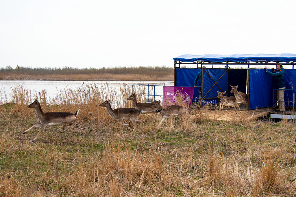 Повернення ланей, благородних оленів та маленьких пухнастиків: досягнення-2023 у дельті Дунаю від Rewilding Ukraine