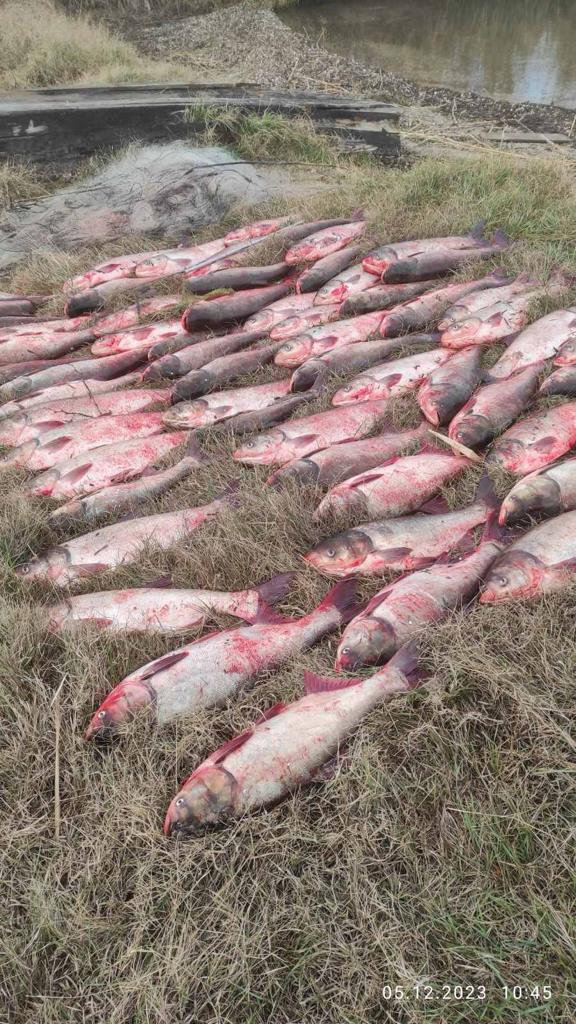 Улов на майже 300 тисяч гривень: на Болградщині затримали місцевого мешканця за незаконний лов біоресурсів