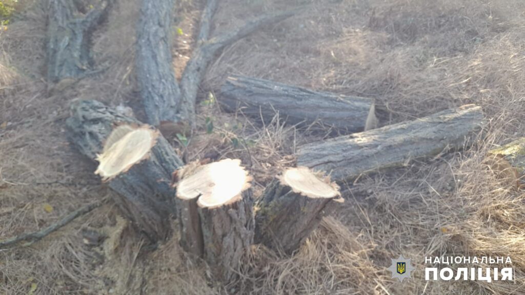 За незаконно зрублені десять дерев софори та акації житель Арцижчини може загриміти до в'язниці на сім років