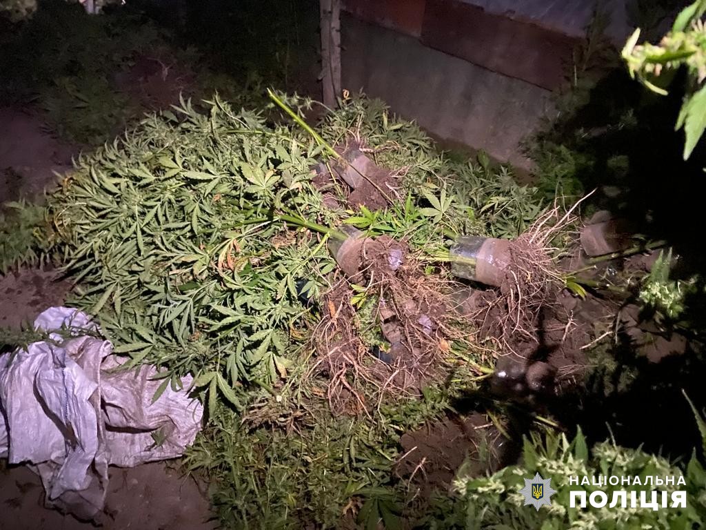 З трьох теплиць понад 270 кущів: житель Болградщини хотів підзаробити на вирощуванні конопель