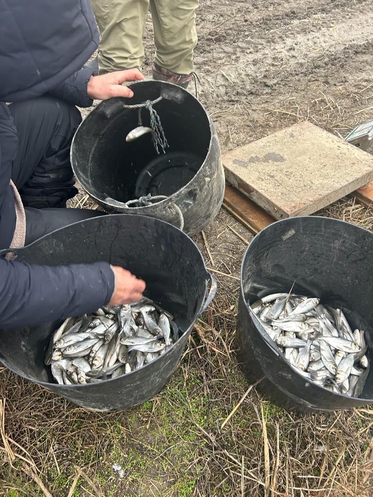 Рекорд в Одесской области - за прошлый год в водоемы вселено почти 200 тонн молодой рыбы