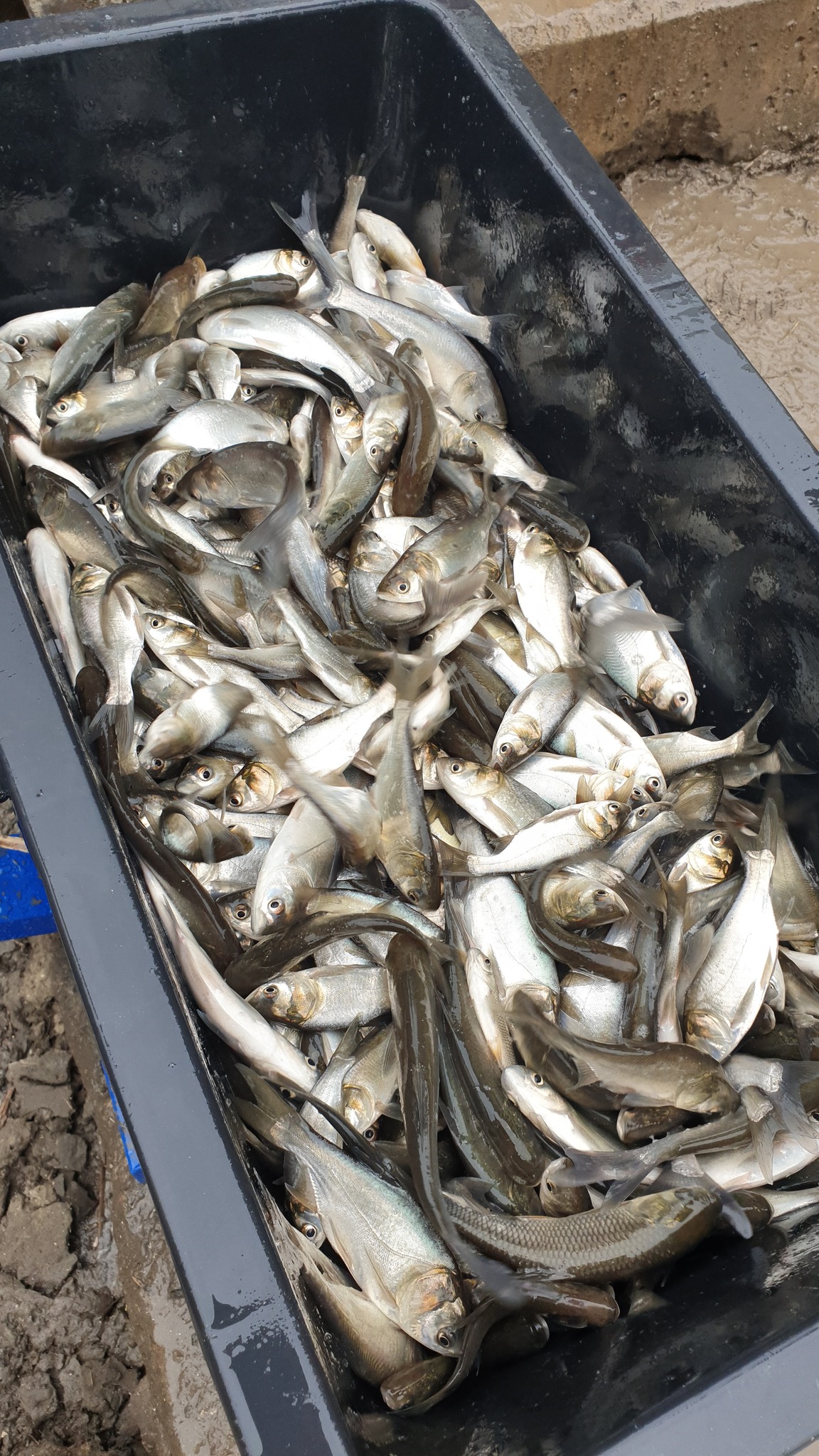 Рекорд в Одеській області - за минулий рік до водойм вселено майже 200 тонн молоді риби