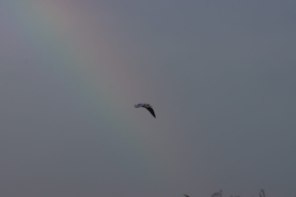 Вчера в небе над Бессарабией появилась радуга: символизирующая ее появление
