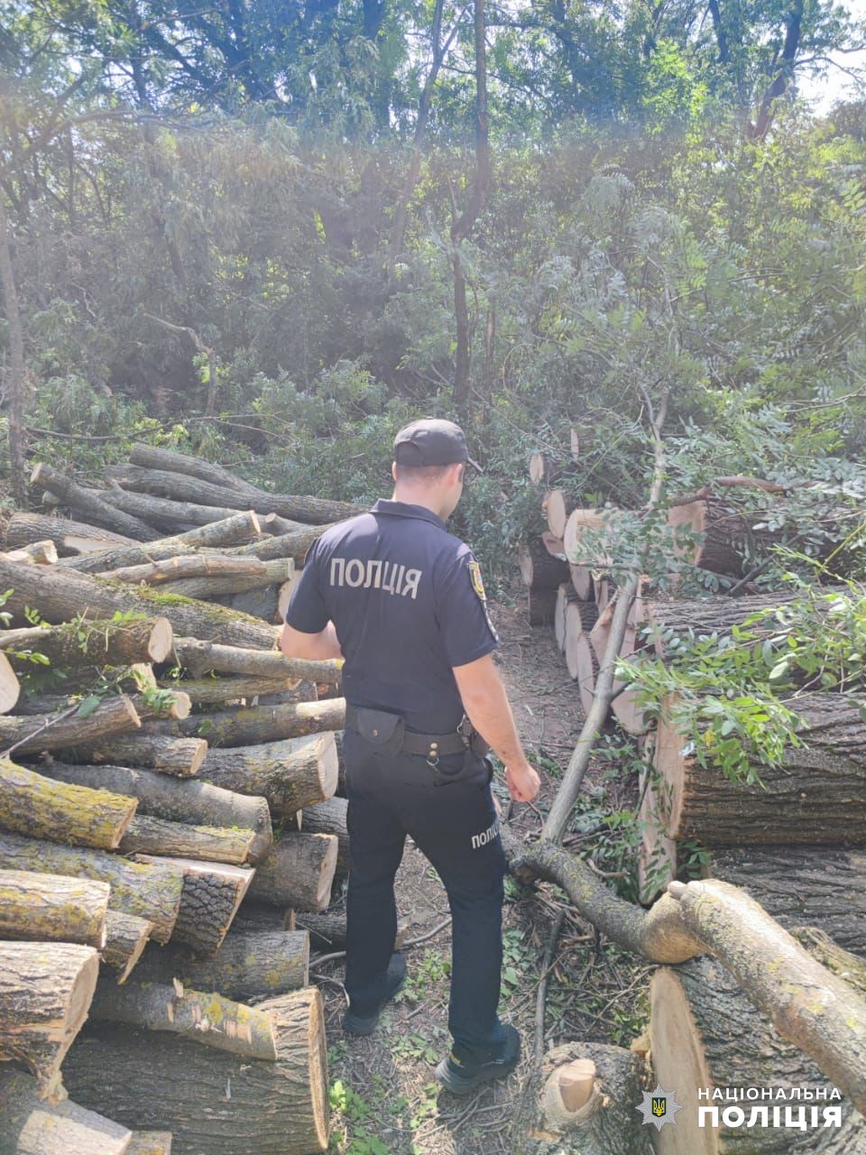 Лесорубы из Измаильского и Болградского районов предстанут перед судом за незаконный спил деревьев