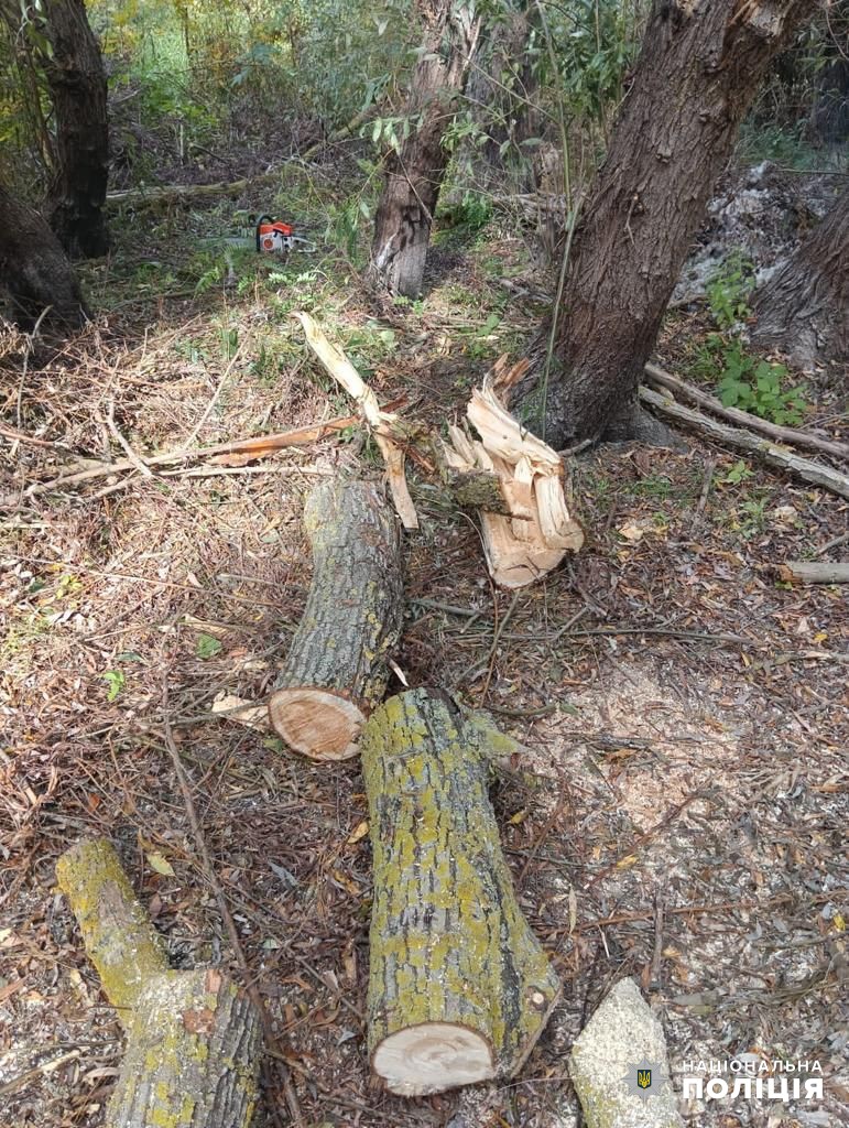 Лесорубы из Измаильского и Болградского районов предстанут перед судом за незаконный спил деревьев