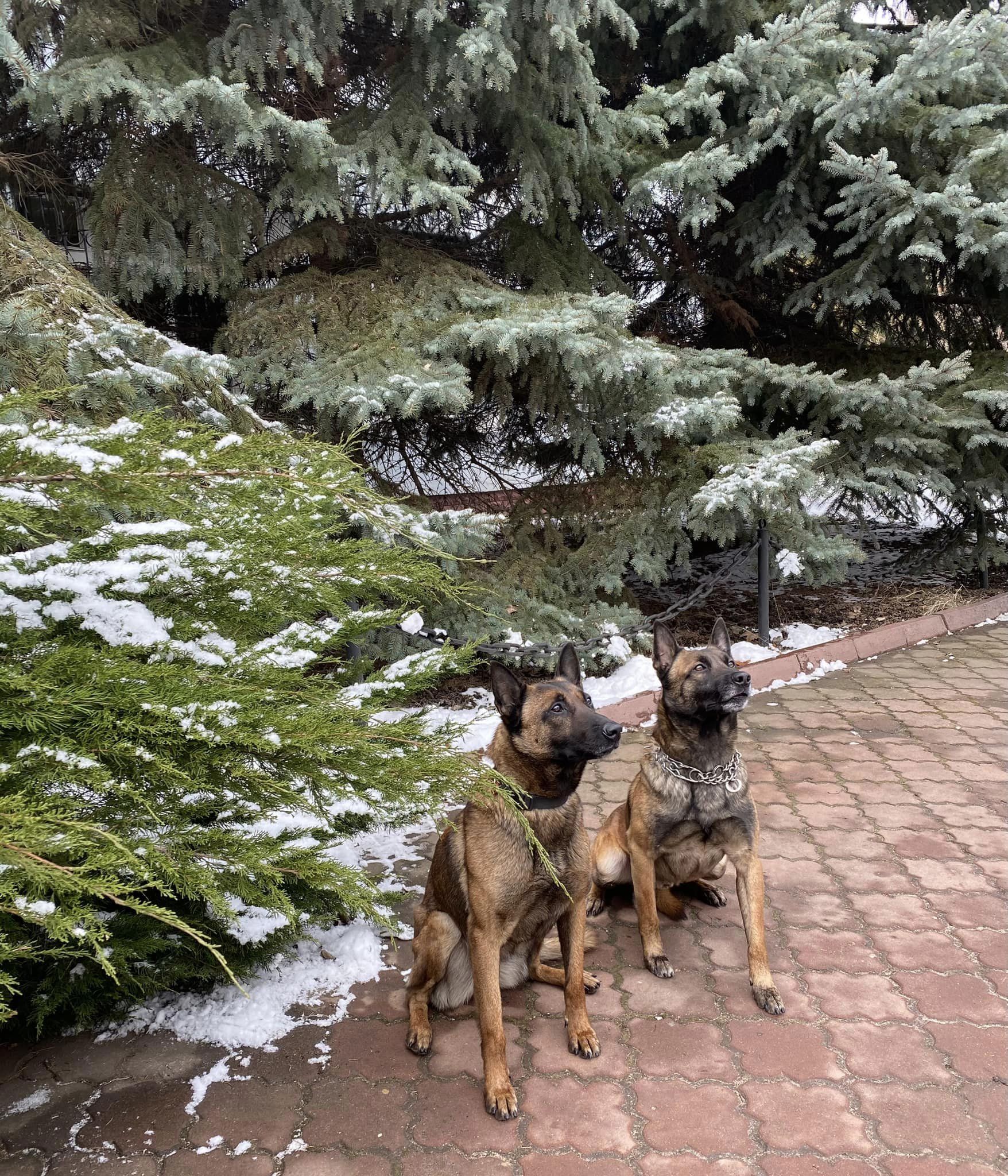 Кохання є усюди: дивовижна і водночас сумна історія одеських службових собак Фіфи та Боцмана