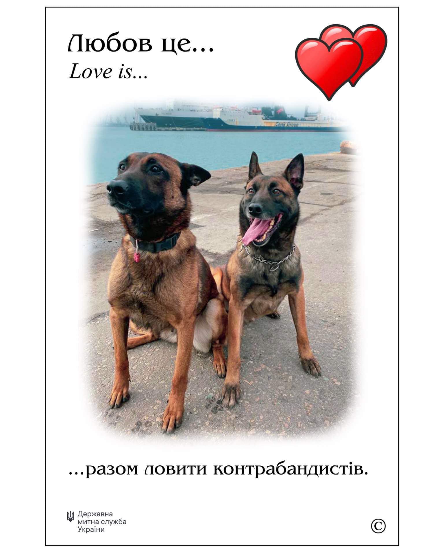 Любовь есть везде: удивительная и вместе с тем печальная история одесских служебных собак Фифы и Боцмана