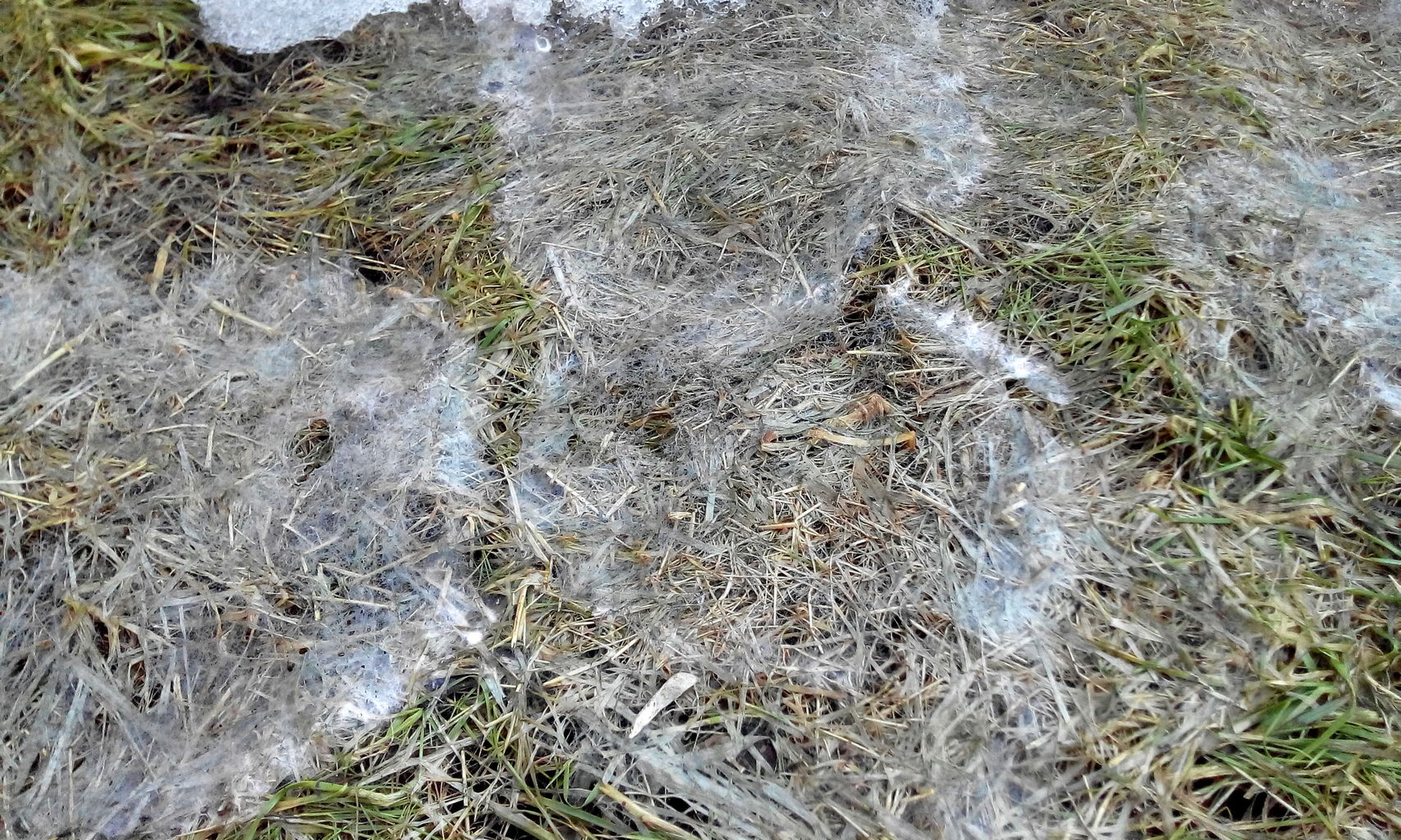 Мешканців Одещини попереджають про збільшення гризунів на полях: причина - у різкому потеплінні